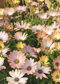 Osteospermum Serenity 'Peach Magic'